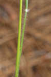 Downy danthonia